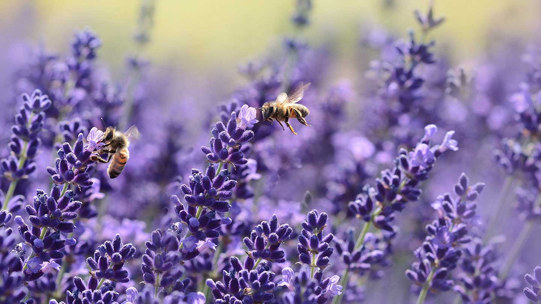 The Beauty of Lavender through Time and Cosmetics - Panier des Sens USA