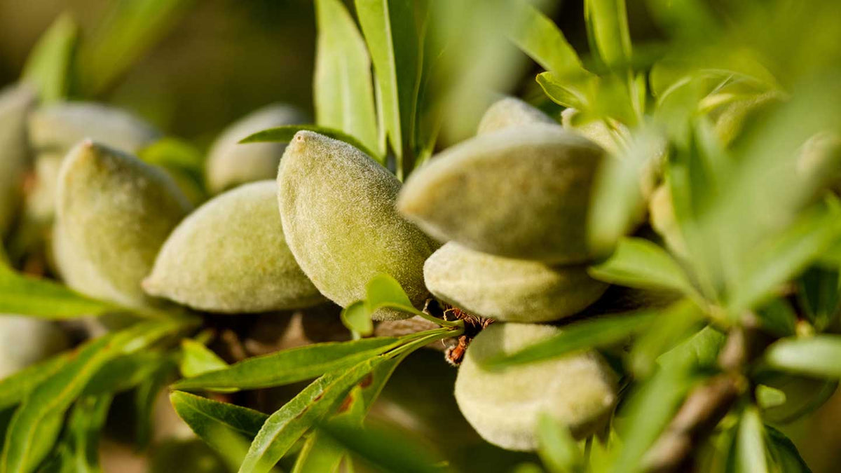 Cuidado corporal con almendras - Panier des Sens USA