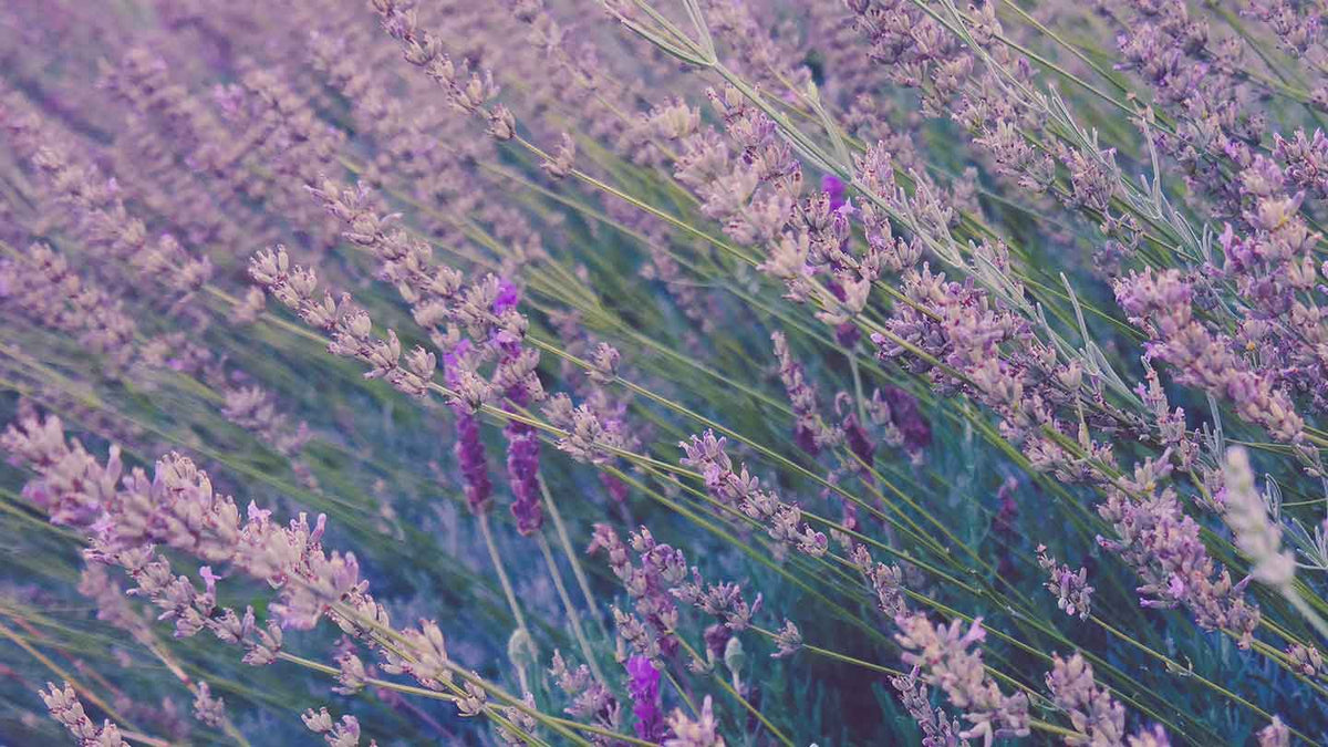 Jabones líquidos de lavanda de Marsella - Panier des Sens USA