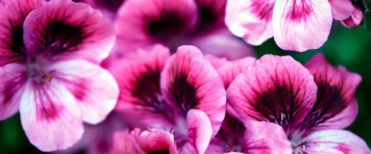 Rose Geranium liquid Marseille soaps - Panier des Sens USA