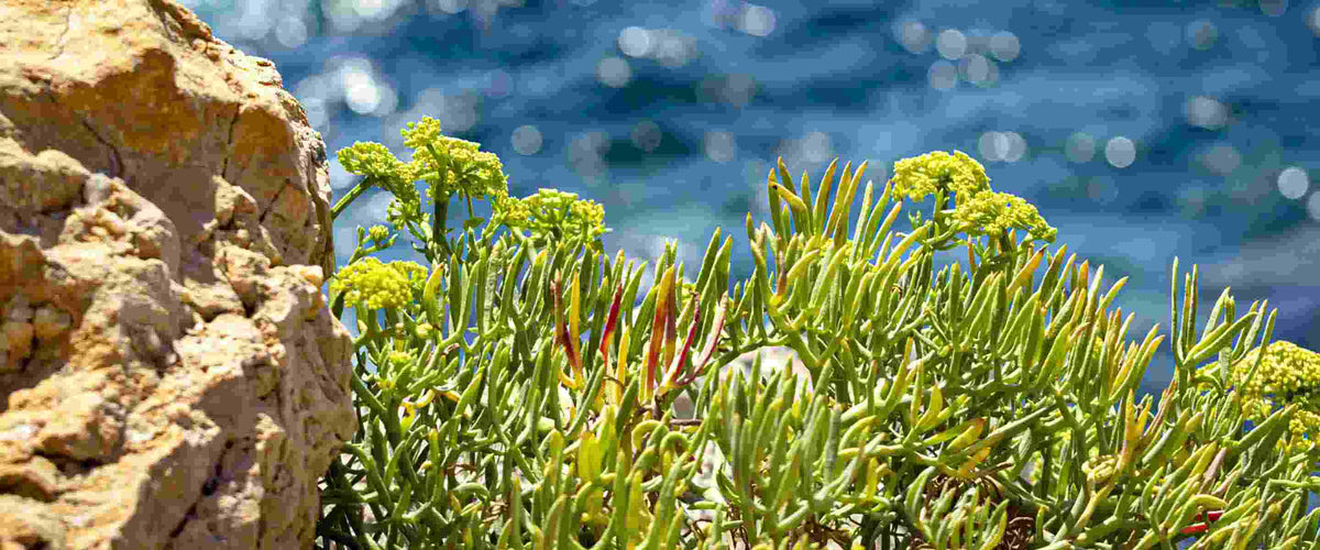 Cuidado corporal Sea Samphire - Panier des Sens USA