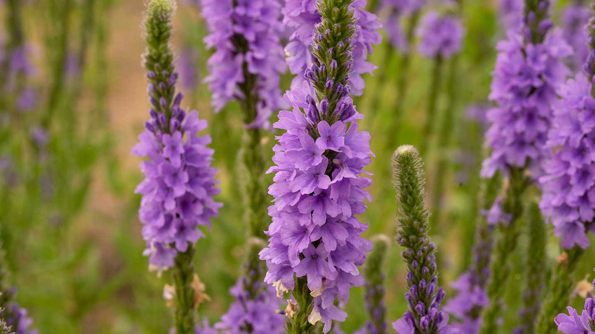 Verbena body care - Panier des Sens USA