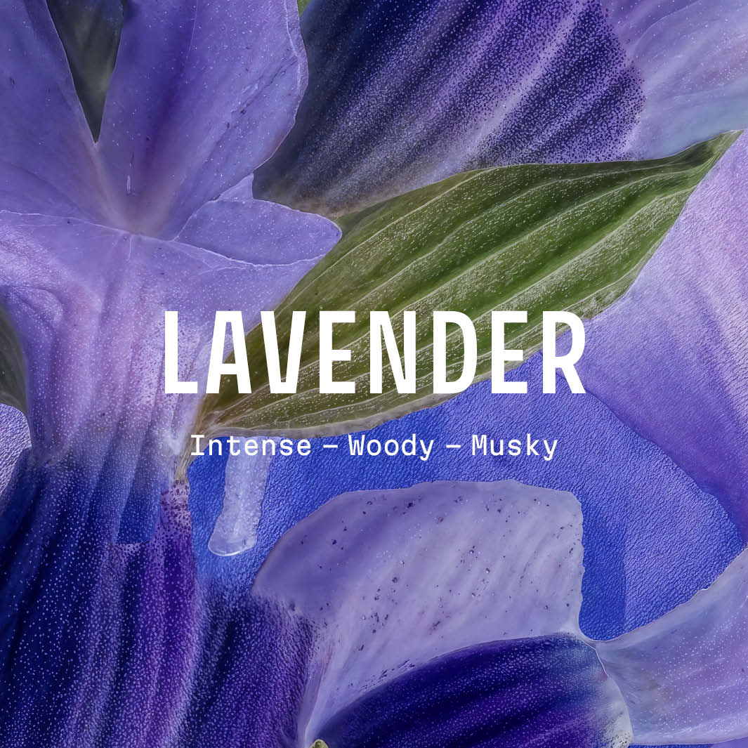 Lavender Hand Cream Gift – Holiday Ornament - CHRISTMAS - Panier des Sens USA